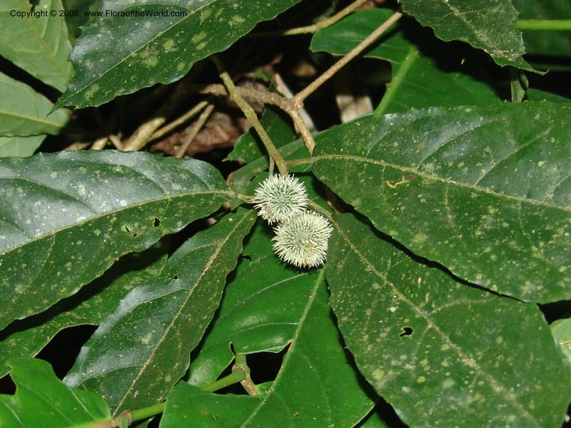 Mayna odorata, [AAraujoMi1552]--Bolivia. Pq. Nac. Madidi. Laguna Chalalan. 26 Nov 04. 725.jpg