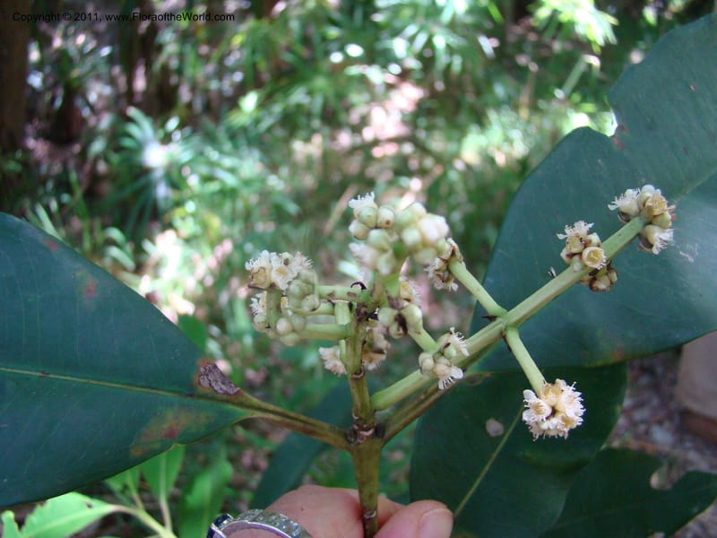 Syzygium,  Munzinger, J 4758--New Caledonia, Prov N, Les Trois Creeks,  13 Nov 2007, 065 (5).jpg