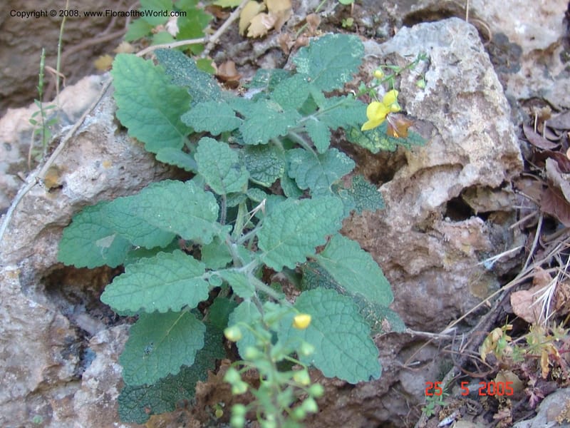 Verbascum arcturus--Crete. Ep. Kisamos. Sirikari Gorge. 25 May 05. 360.jpg