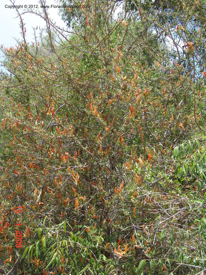Chadsia grevei, Not collected-Madagascar, 15 Jan 2006   005 (1).jpg