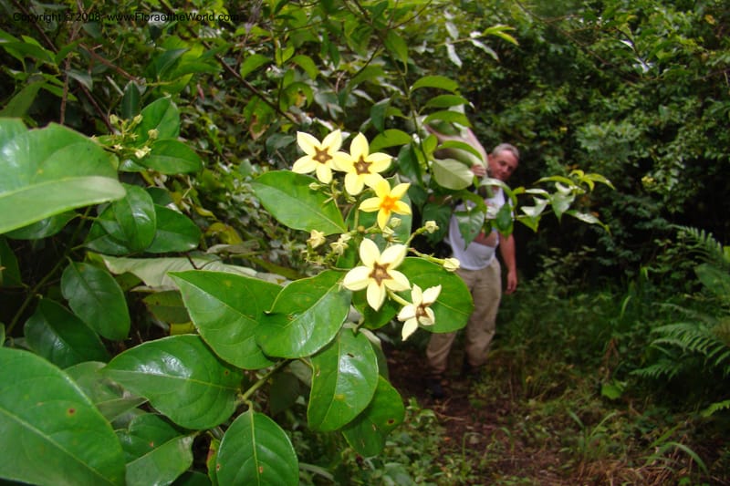 Mussaenda arcuata, WKindeketa2991--Tanz. Rungwe Distr. Rungwe For. Res. 24 Jan 08. 254.jpg