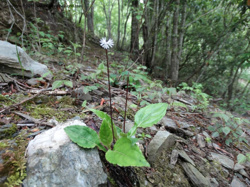 Ainsliaea, Boufford, D 43726--China. Sichuan. YangLiuPing to LongDianZi. 14 May 2014. DSC06764 (11).JPG