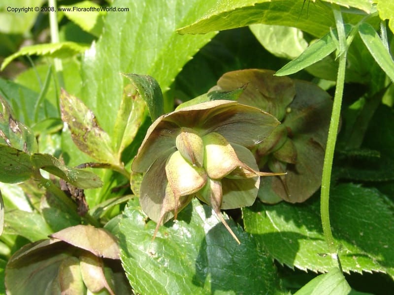 Helleborus caucasicus--Georgia. Bakuriani Botanical Garden. 7 Jun 05. 110.jpg