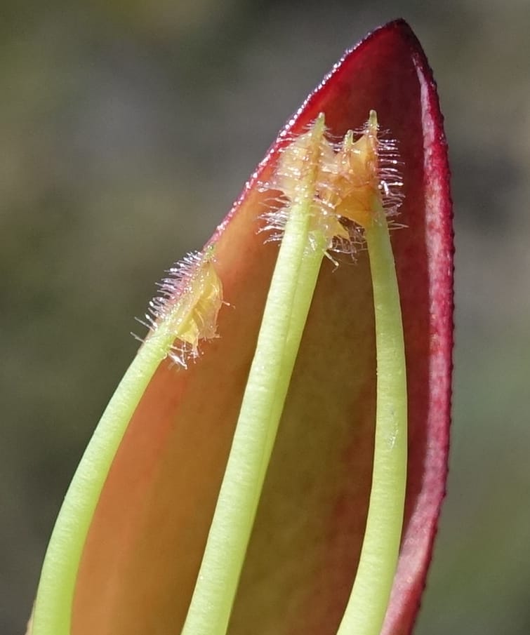 Darwinia speciosa, Davidson, C 13415--Australia. Kingia locality. 23 Oct 2016. DSC04566 (104).JPG
