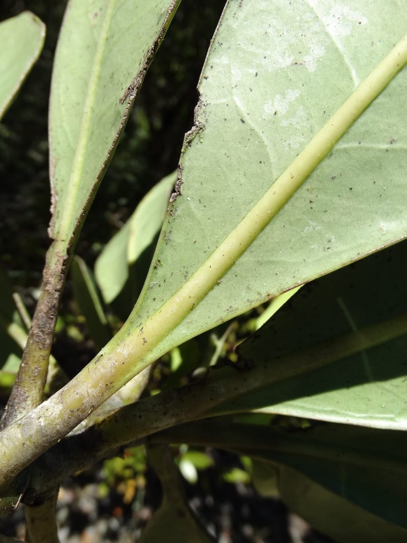 Strasburgeria robusta, Lowry, P 7371--New Caledonia. Mont Dzumac. 12 Nov 2015. DSC01563 (151).JPG