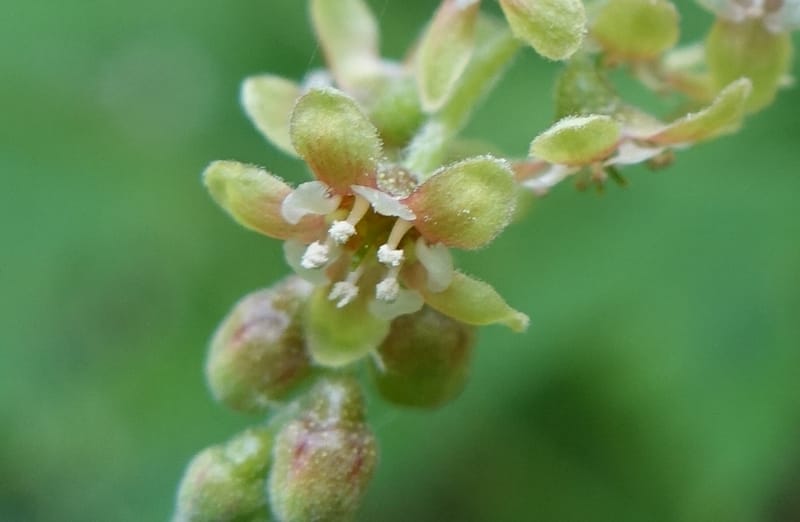 Ribes japonicum--Japan. Niigata. Sasagamine. Yu Memidaira. Forest Therapy Trail. 28 May 2016. DSC04970 (141).JPG