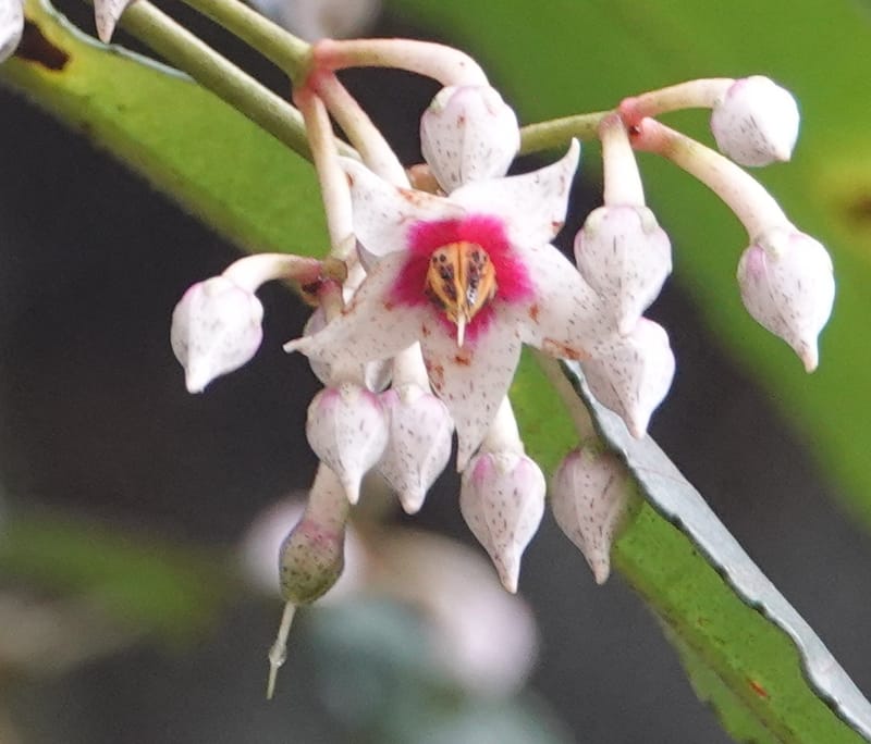 Ardisia virens, D. Boufford 44152--China. Yunnan. Bam Po village. 5 May 2018. DSC02406 (223).JPG