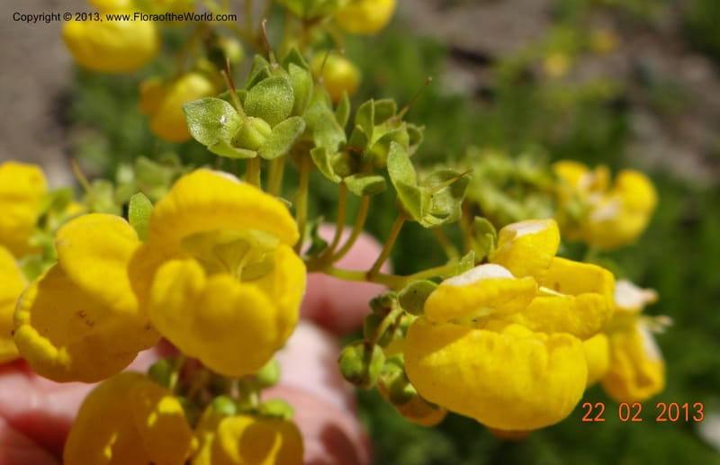 Calceolaria biflora, W. D. Stevens 34183--Chile, La Laguna Maule, 22 Feb 2013 9564 (8).JPG