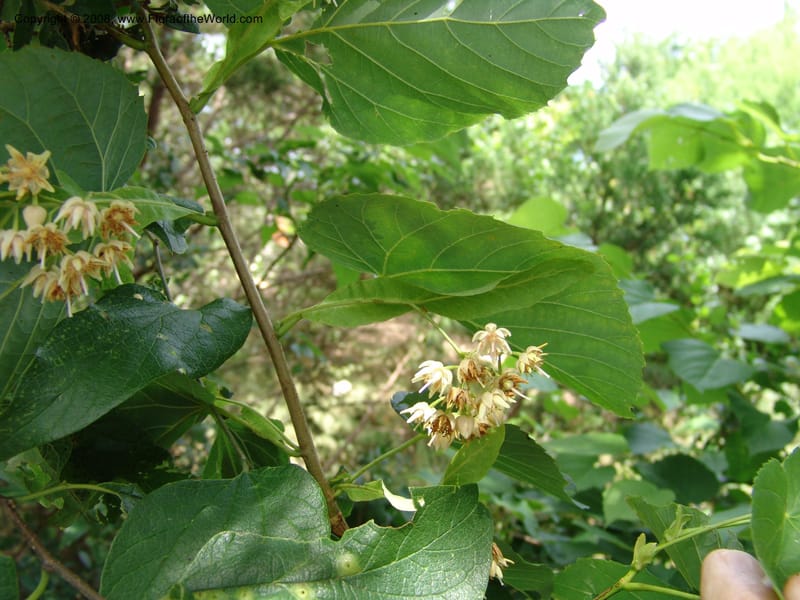 Tilia americana v. caroliniana--TX. Johnson Wildflower Center. 13 Jun 04. 003 (3).jpg