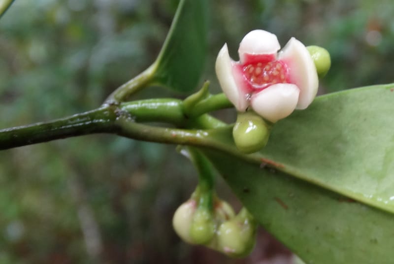 Garcinia, Lowry, P 7405--New Caledonia. Creek Hervouet. 19 Nov 2015. DSC03817 (92).JPG