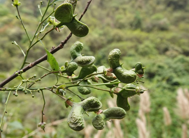 Delavaya toxocarpa, D. Boufford 44087--China. Yunnan. Xinshao Village. 28 Apr 2018. DSC00001 (14).JPG