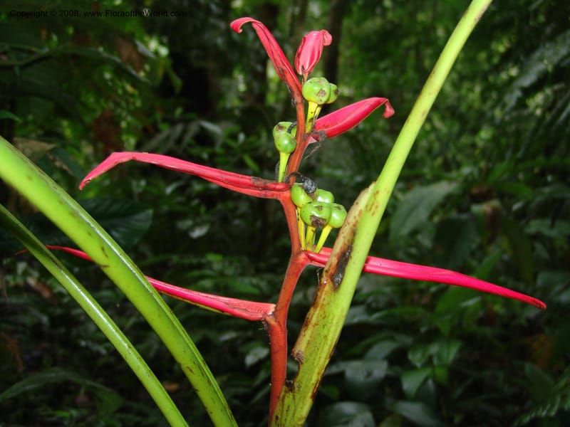 Heliconia aemygdiana v. transandina, Croat94411--Ecuador. Prov. Pichincha. Res. Guaycuyacu. 11 Feb 05.  161.jpg