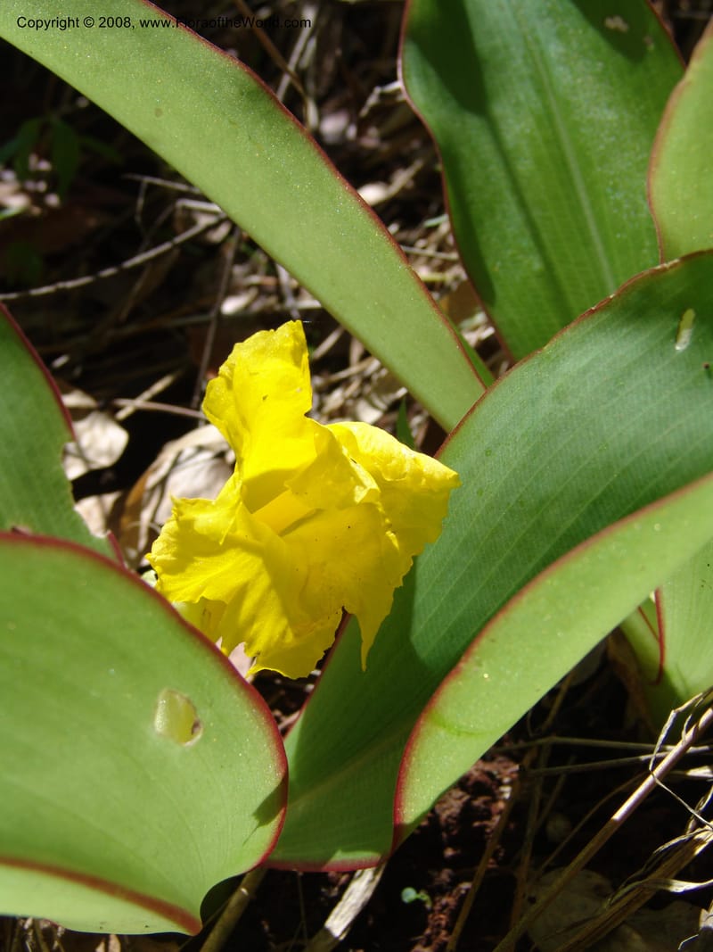 Costus, GSimon1492--Tanz. Ulanga Dist. Miombo. Ca. 10 km N of Mahenge. 18 Feb 06. 482.jpg