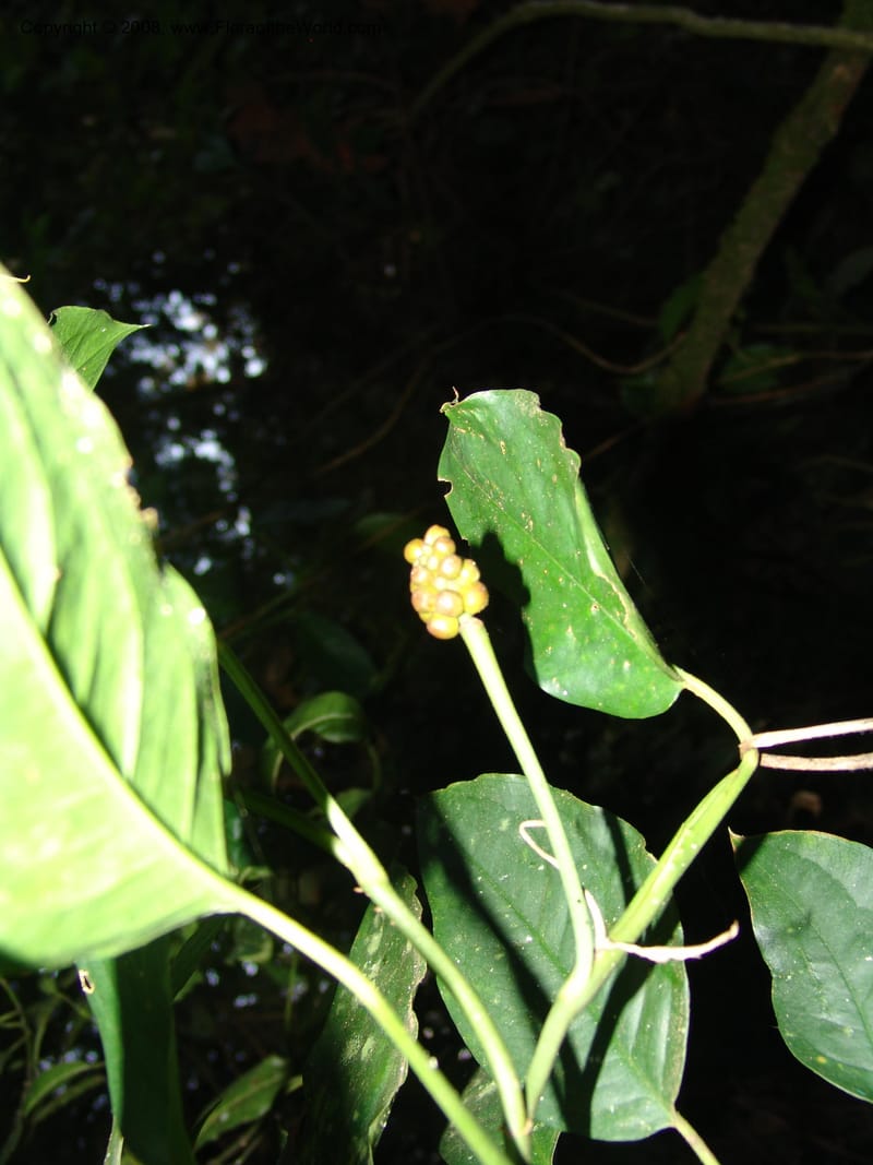 Culcasia falcifolia--Kenya. Brooks Bond Tea Estate, Kericho. 8 Jul 04. 134.jpg