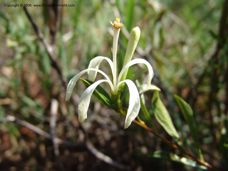 Turraea obtusifolia--So.Africa. Mpumal. twd Rietfontein. 16 Mch 05. 330.jpg
