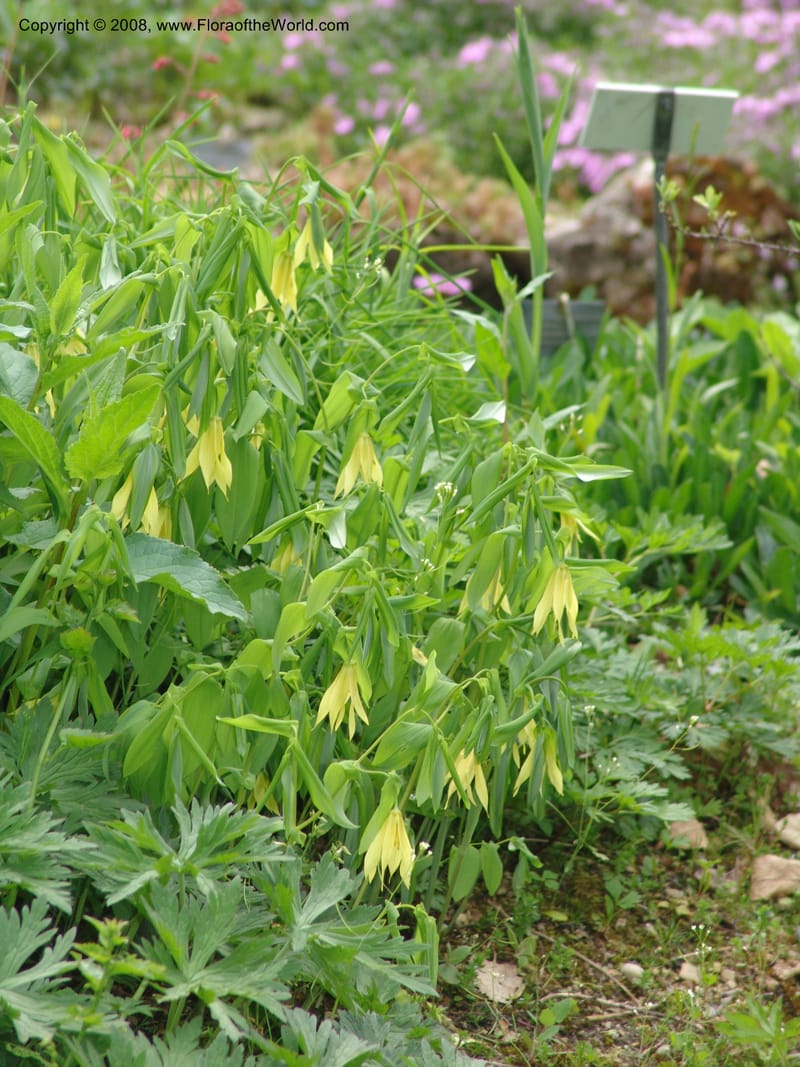 Uvularia grandiflora--France. Paris. Jardin des Plantes. 28 Apr 05. 285.jpg