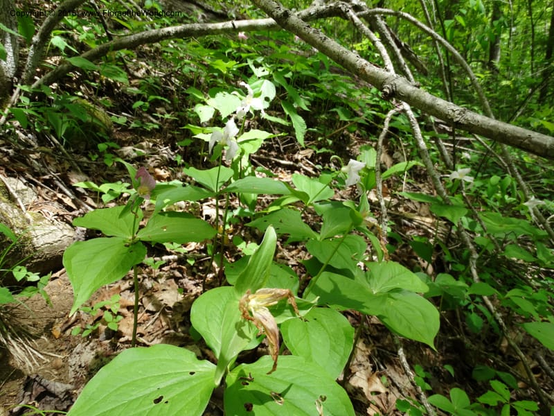 Trillium grandiflorum, Davidson, C 12998--North Carolina. Macon Co. Standing Indian. 14 May 2015. DSC05212 (229).JPG