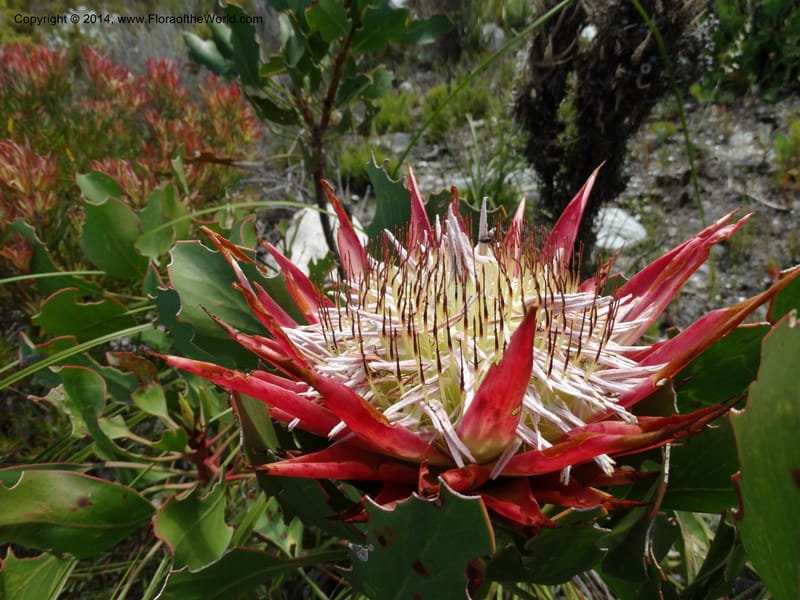 Protea cynaroides, Davidson, C 12315--South Africa. Western Cape. E. side, Fernkloof. 24 Jan 2014. DSC01799 (134).JPG