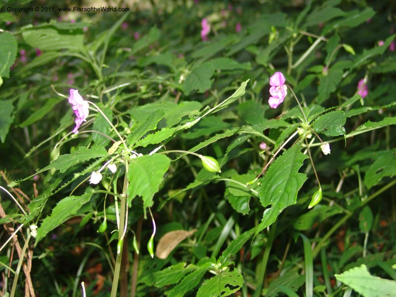 Impatiens, ROR1588--Madag. Parc Nat. Montagne d'Ambre. 11 Nov 06. 173.jpg