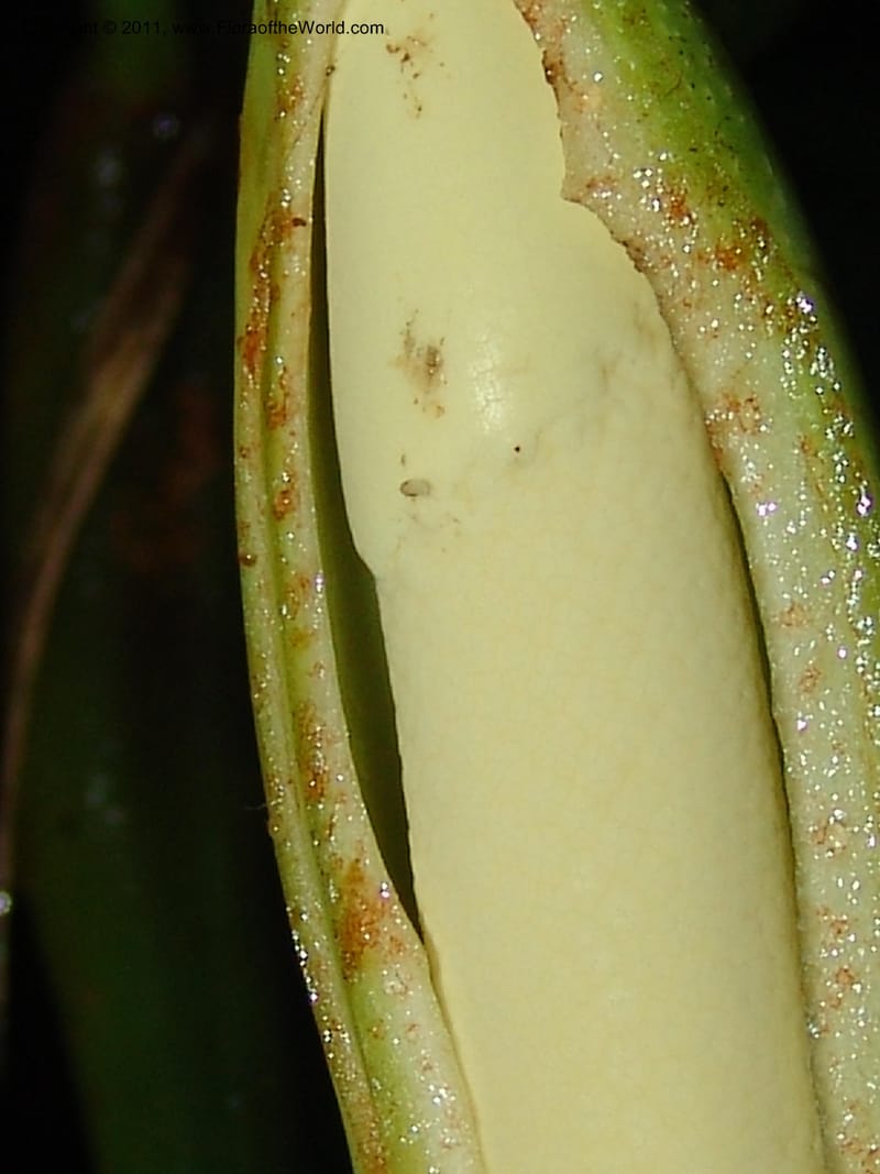 Philodendron, RVasquez31562--Peru. Prov. Oxa. Estac. Paujil. Send. El Mirador. 16 Oct 06. 509.jpg
