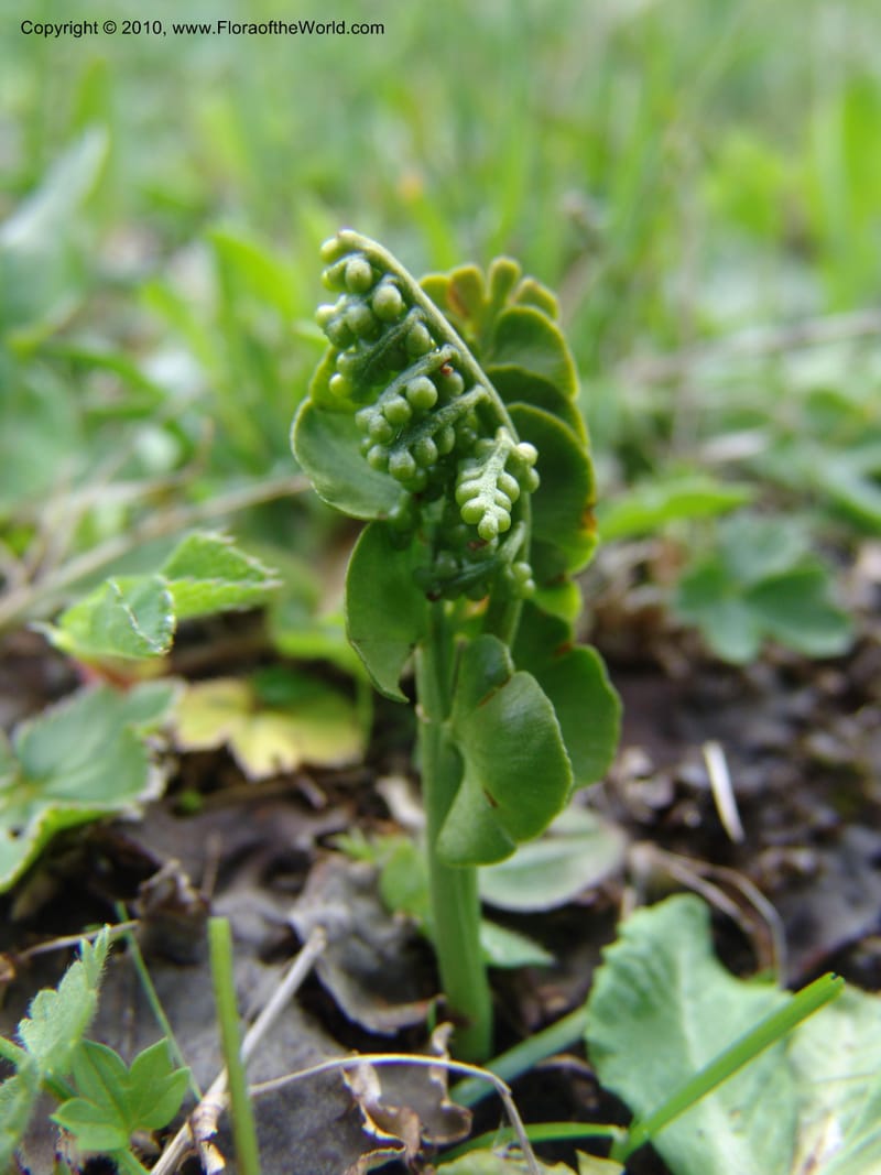 Botrychium lunaria--Georgia. Kazbegi region. N slope-pasture, E of Sno. 3 Jun 05. 005.jpg