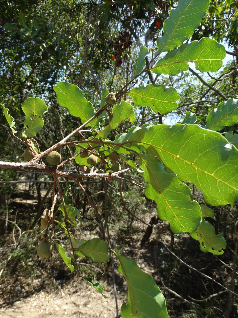 Cupaniopsis, Callmander, M 1227--New Caledonia. Tina. 10 Nov 2015. DSC00610 (9).JPG