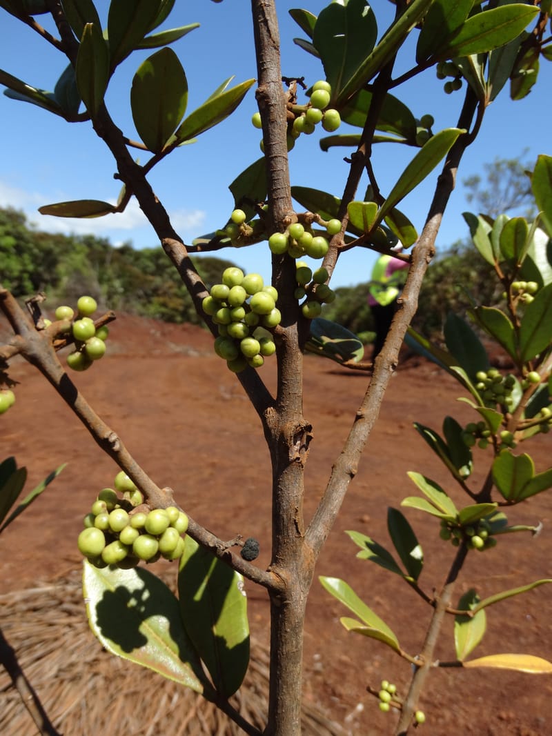 Comptonella, Munzinger, J 7483--New Caledonia. PinPin. 20 Nov 2015. DSC03938 (493).JPG