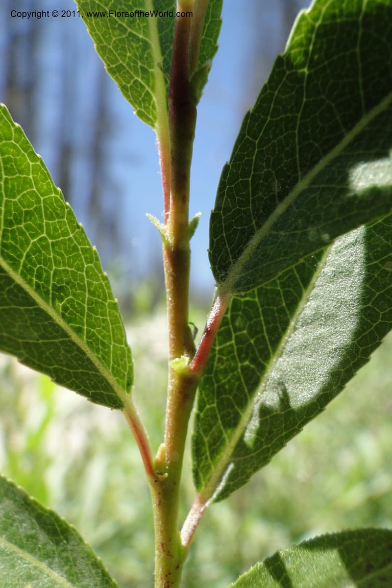 Salix, Davidson, C 11870--Idaho. Idaho Co. Warren Wagon Rd. 8 July 2011. 074 (18).jpg