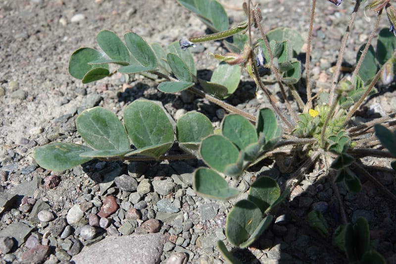 Poissonia heterantha, Fortunato 13088--Argentina. Hwy 150 W of Jachal. 5 Feb 2018. DSC08346 (43).JPG