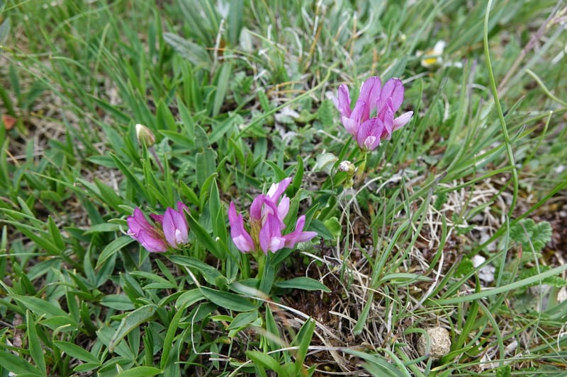 Trifolium alpinum, Davidson, C 13240--Switzerland. Furkapass. 1 Jul 2016. DSC06826 (612).JPG