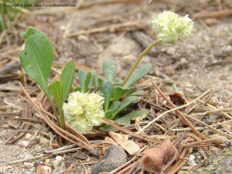 Cistanthe umbellata, CDavidson11101--ID. Valley Co. Top of Brundage Mtn.. 15 Jul 07. 015.jpg