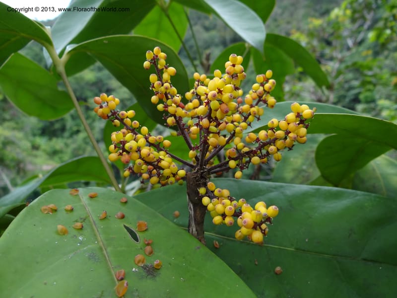 Schefflera, S.98862--Malaysia, Sarawak. Gunong Tai Ton. 27 Mar 2012. DSC05734 (39).JPG