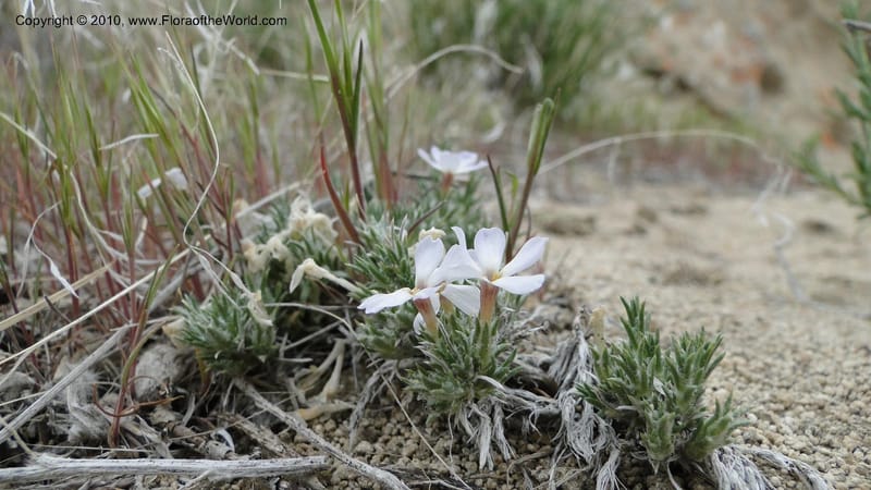 Phlox hoodii, C. Davidson 11744--Idaho.Owyhee Co. Mud Flat Rd. 22 April 2010 107 (113).jpg