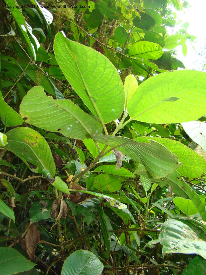 Siparuna pauciflora, B. Hammel 24703--Costa Rica. Prov. Limon. Selva Bananito Lodge. 13 Apr 08. 197 (6).jpg
