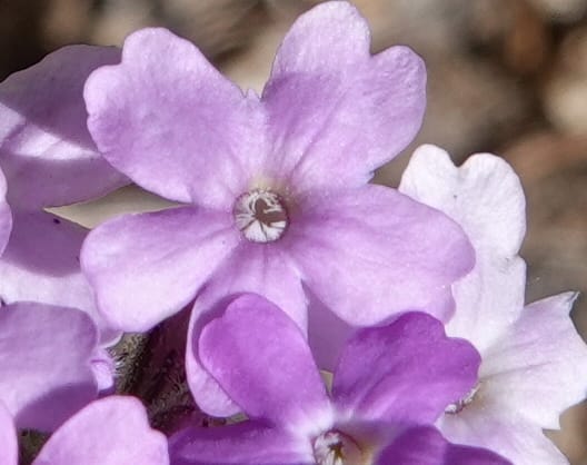 Glandularia gooddingii, C. Davidson 13980--AZ. Pima Co. Mt. Lemmon. Molino View Parking. 8 Apr 2019. DSC (178).JPG