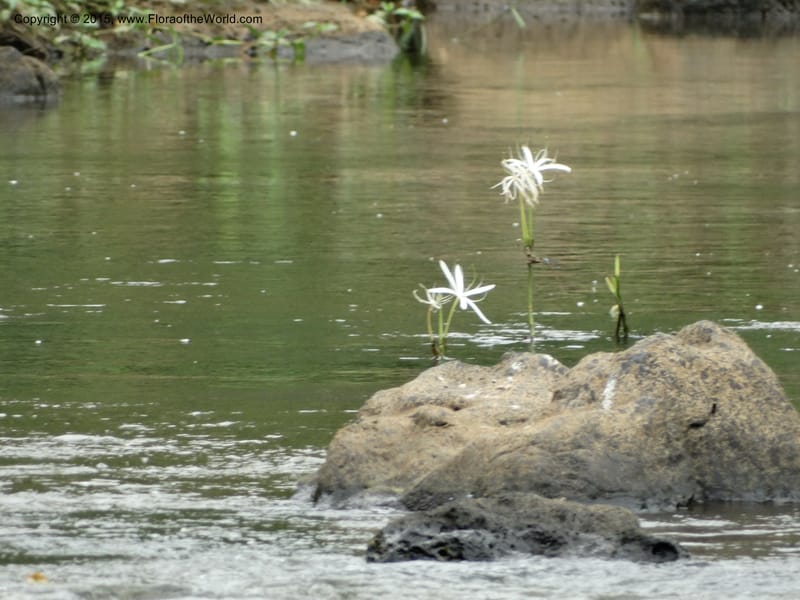 Crinum natans, Elias Ndive 189--Cameroon. Kumba River, Kumba. 23 Mar 2014. DSC03541 (28).JPG