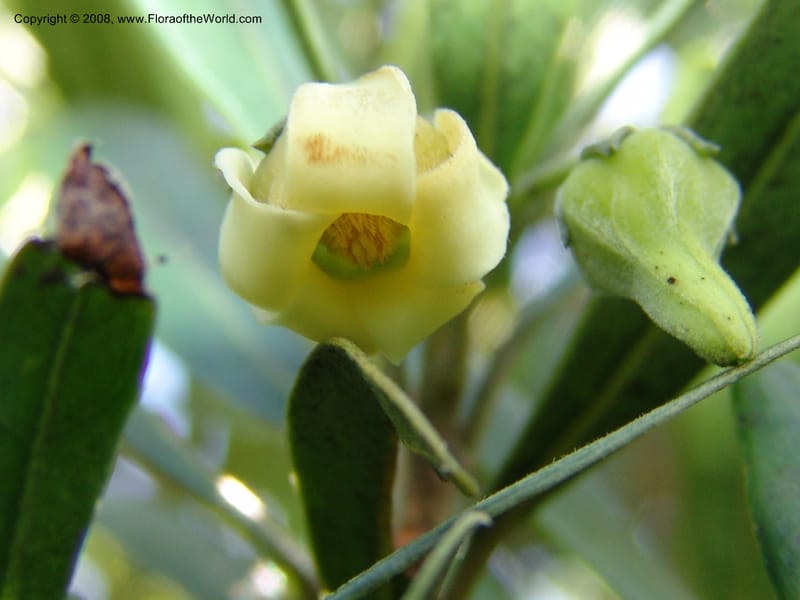 Diospyros dichrophylla--So.Africa. E. Cape. Waringham Farm, Quanti Area, Stut. 8 Mch 05. 138.jpg