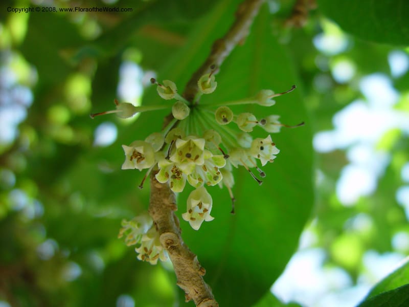 Acnistus--Costa Rica. INBIO Parque, San Jose. 29 Mch 03. 078.jpg