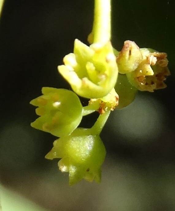 Ventilago, Bruy, D 114--New Caledonia. Tina. 10 Nov 2015. DSC00610 (130).JPG