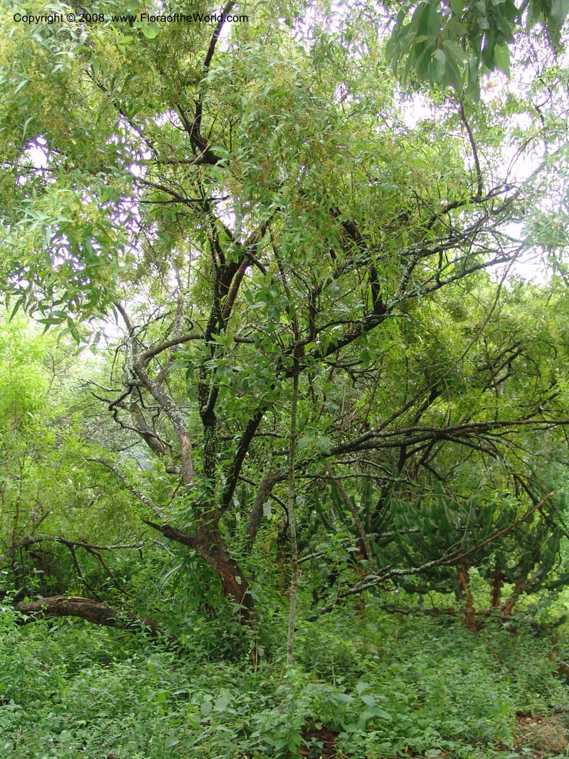 Rhus leptodictya--So.Africa. Lowveld Nat. Bot. Gard. 14 Mch 05. 106.jpg