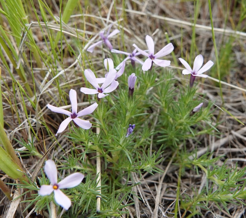Phlox condensata, C. Davidson 13762--Oregon. Wallowa Co. Zumwalt.Trail Cr. Rd. 4 Jun 2018. DSC04078 (518).JPG