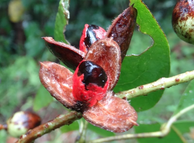 Lepidocupaniopsis concolor, Munzinger, J 7390--Fiji. Across the road from Waisali RF. 8 Nov 2015. DSC00330 (278).JPG