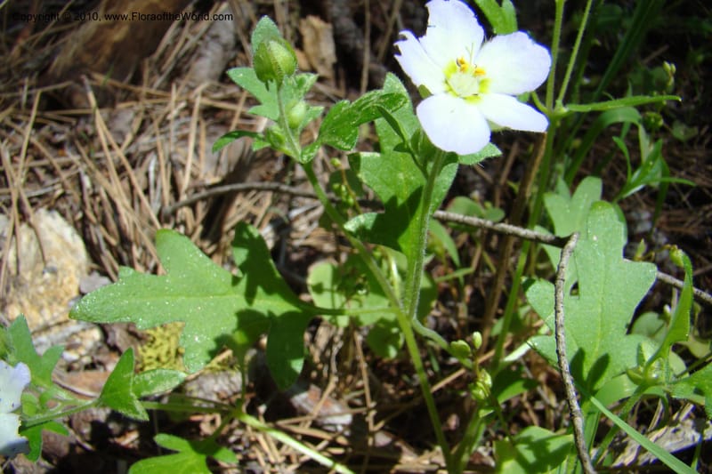 Nemophila kirtleyi, C. Davidson 11358--Idaho. Idaho Co. Salmon River. Polly Bemis Ranch. 27 May 2009. 340.jpg