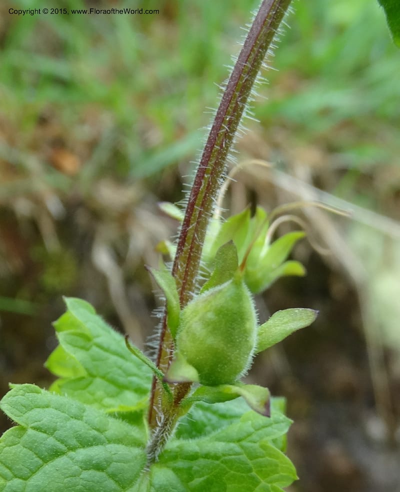 Scrophularia chrysantha, Davidson, C 12494--Georgia (Caucasus). Koslitavi, branch of Merisi Gorge. 11 Jun 2014. DSC08456 (188).JPG