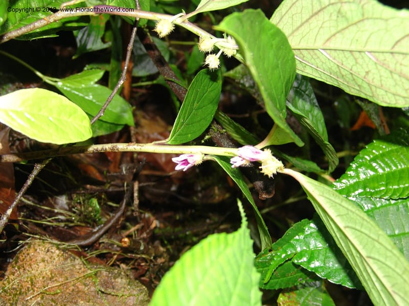 Cuatresia, Croat 95769--Ecuador. Maquipucuna Biol. Res. Send. del Rio. 13 Mar 06. 110 (9).jpg