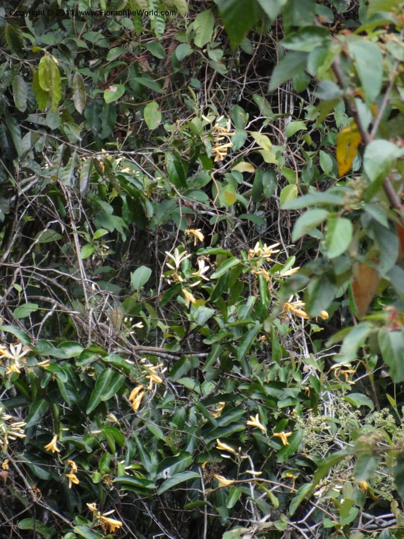 Xanthophyllum fragrans, B. Gray 9072-- Australia. Queensland. Rex Range. Top Lookout, Malloy to Mossman Road. 23 Sep 2011. (16).JPG