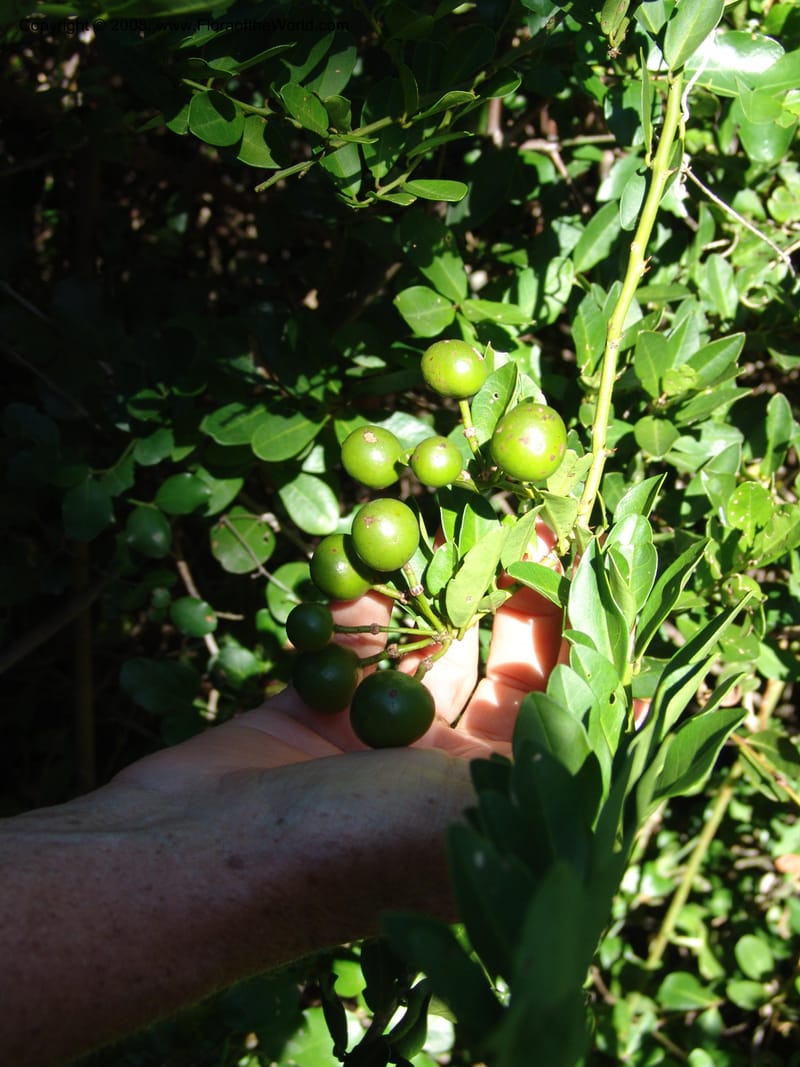 Capparis sepiaria--So.Africa. E. Cape. Maitland Nat.Res. 5 Mch 05. 132.jpg