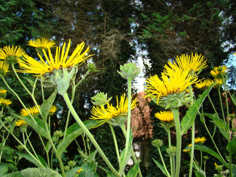 Inula magnifica--Slovenia. Ljubljana. University Botanical Garden. 7 Jul 08. 105.jpg