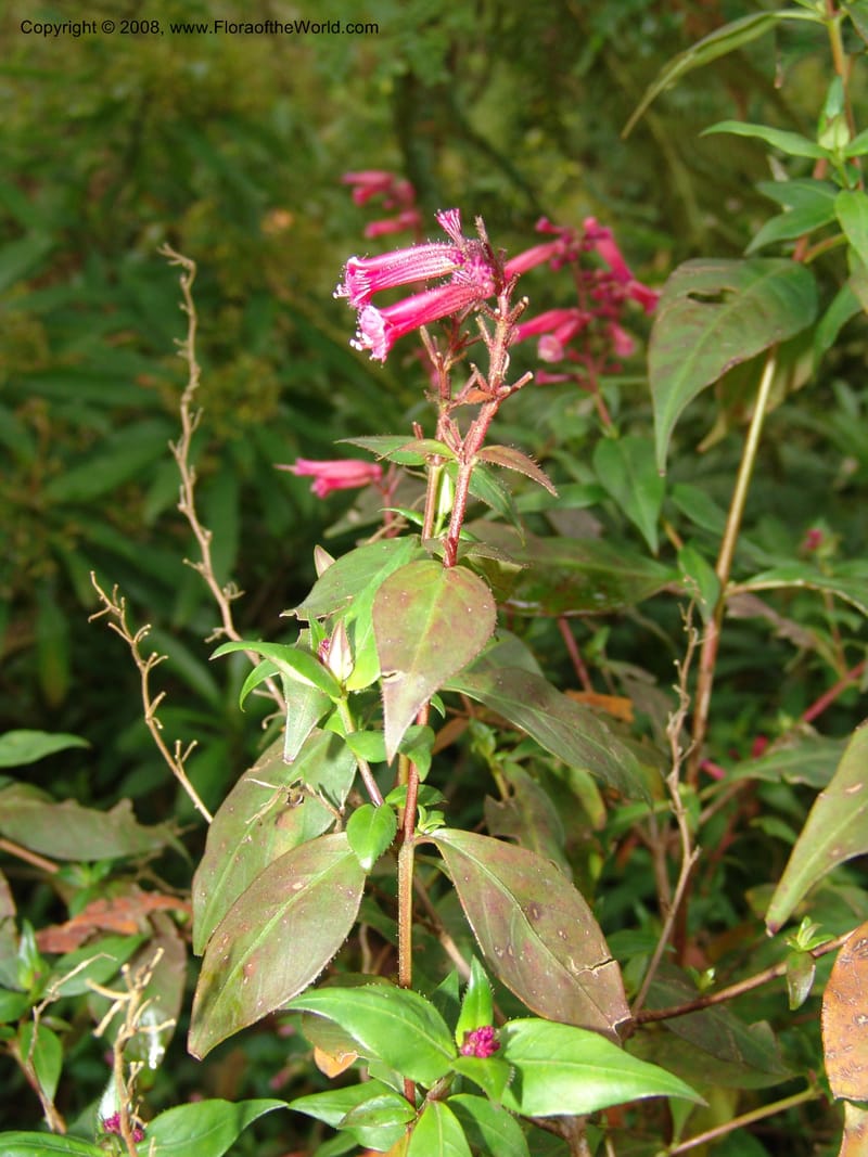 Cuphea subuligera--CA. San Francisco Botanical Garden (Strybing Arb.). 30 Mch 06. 297.jpg