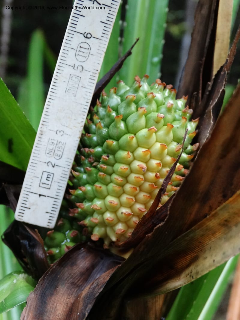 Pandanus borneensis, Callmander, M 1186--Sabah. G. Silam. 1 Oct 2014. DSC00937 (190).JPG